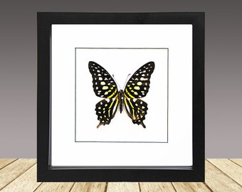 May include: A framed black and yellow butterfly with white spots, displayed on a wooden surface.