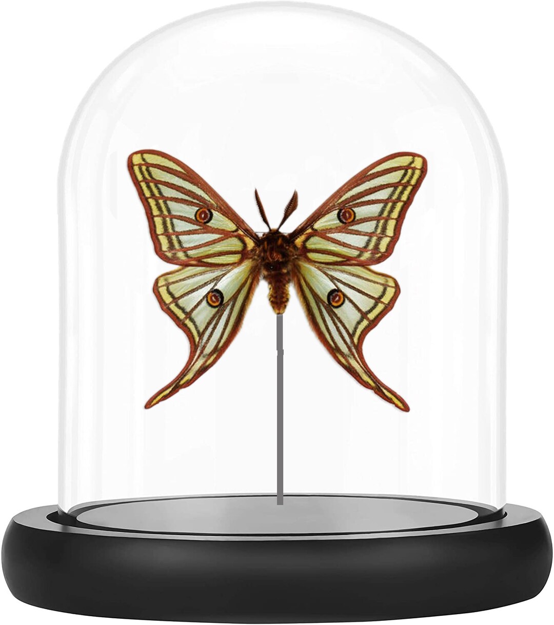 Spanish Moon Moth Graellsia Isabellae , Bell Jar, Real Butterfly
