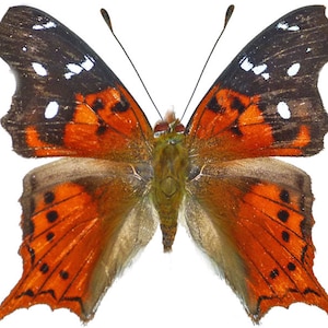 Hypanartia kefersteini , Real butterfly ,Spread butterfly , for Earring arts, crafts and jewellery