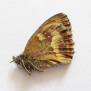Papered/Unset/Unmounted/Folded Real butterfly,British Gatekeeper, for Earring arts, crafts and jewellery,