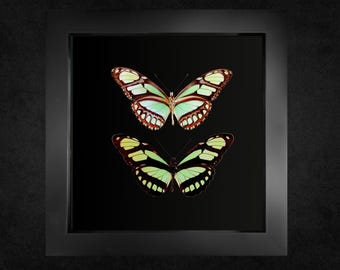 Gerahmtes Schmetterlingsbild, Philaethria dido, im schwarzen oder weißen Rahmen