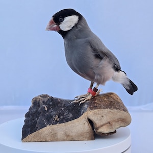Beautifully Mounted Java Sparrow | Fine Taxidermy Exotic Bird Display