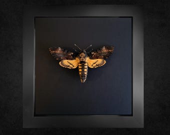 珍しいスズメガの額入り標本 - Deilephila askoldensis - メス - Etsy 日本