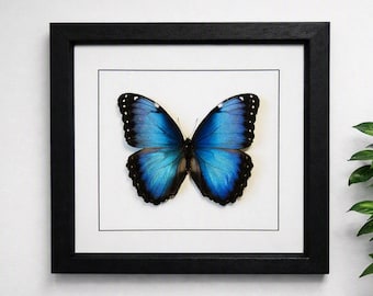 Puede incluir: Un cuadro que exhibe una mariposa Morpho con alas de color azul iridiscente y bordes negros. El espécimen está centrado sobre un paspartú blanco dentro de un marco cuadrado negro, destacando la vibrante coloración azul y los patrones alares.