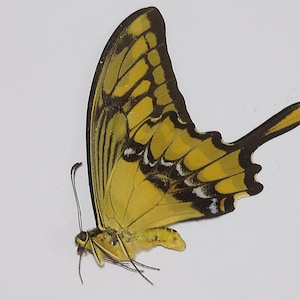 May include: A detailed image of a butterfly, showcasing yellow and black wing patterns. The wings display a complex design with yellow as the dominant colour, contrasted by black edges and veins. The butterfly is set against a white backdrop.