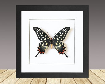 Papilio Antenor, Mariposa enmarcada, Mariposa real, Insecto real