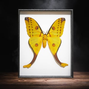 The Comet Moth, Argema Mittrei, framed moth, real moth, real insect, real butterfly