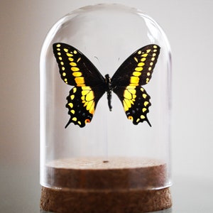 Papilio polyxenes, cola de golondrina negra (oriental), cola de golondrina americana, cola de golondrina de chirivía, campana de cristal, insecto real