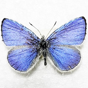 Heiliger blauer Schmetterling, für Ohrringe Kunst, Kunsthandwerk und Schmuck