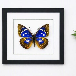 May include: A framed specimen of a butterfly with vibrant blue and brown wings featuring white spots. The butterfly is centred within a white mat and enclosed in a square black frame. The wings display a gradient from deep blue to brown.