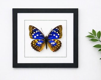 May include: A framed specimen of a butterfly with vibrant blue and brown wings featuring white spots. The butterfly is centered within a white mat and enclosed in a square black frame. The wings display a gradient from deep blue to brown.
