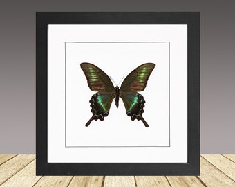 Mariposa cola de golondrina negra alpina, Papilio maackii FORMA DE VERANO, Mariposa enmarcada, Insecto enmarcado, Polilla enmarcada, Mariposa real