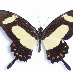 Papilio torquatus, der Torquatus Schwalbenschwanz, Echter Schmetterling, Schmetterling, für Ohrring Kunst, Kunsthandwerk und Schmuck