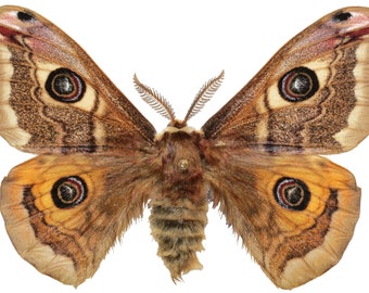 Mariposa Imperador ou Saturnia pavoniella, para brincos, artesanato e joias