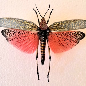 Rainbow milkweed locus, Real insect ,Spread Insect , butterflies, for Earring arts, crafts and jewellery