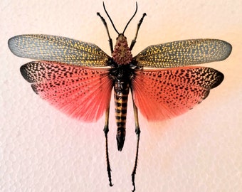 Rainbow milkweed locus, Real insect ,Spread Insect , butterflies, for Earring arts, crafts and jewellery