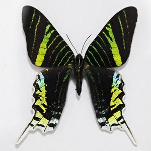Echter Schmetterling, Schmetterling, Urania mit grünem Band, URANIA LEILUS, für Ohrring Kunst, Kunsthandwerk und Schmuck