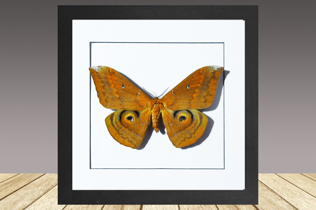 Moth In Frame Salassa Silkmoth, Framed Moth, Real Moth, Frame Moth, Real Insect ...