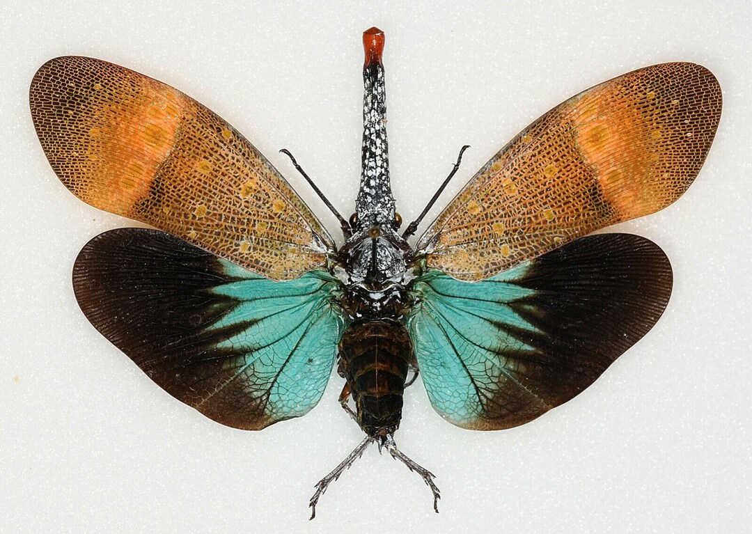 Pyrones Real PYROPS PYRORRHYNCHA, Real Insect ,spread Insect , Butterflies, for ...