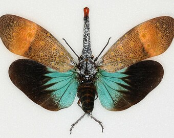 PYROPS PYRORRHYNCHA, Real insect ,Spread Insect , butterflies, for Earring arts, crafts and jewellery