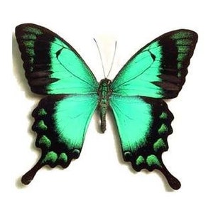 Peut inclure: Gros plan sur un papillon aux ailes vertes éclatantes, bordées de noir. Le corps du papillon est vert foncé et les ailes présentent un motif symétrique. Le fond est blanc.