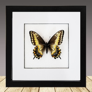 Papilio polyxenes americus, real butterfly, framed butterfly