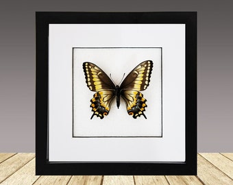 Papilio polyxenes americus, mariposa real, mariposa enmarcada
