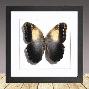 May include: A framed butterfly specimen with black and gold wings. The butterfly is mounted on a white background and framed in a black frame.