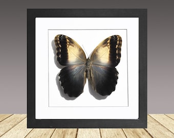 フクロウチョウ 額入り 珍しいフクロウ蝶の額入り剥製 - Caligo martia