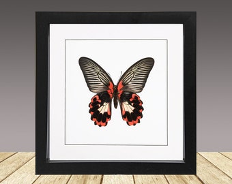 Der scharlachrote Mormone, Papilio Rumanzovia gerahmter Schmetterling, gerahmtes Insekt ( weiße Form )