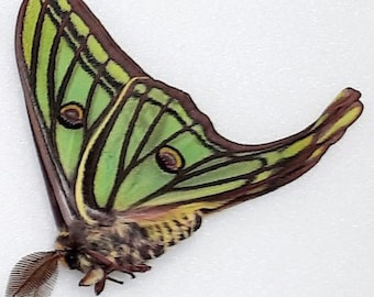 May include: A green and brown moth with large wings and intricate patterns. The moth has two large eyespots on each wing.