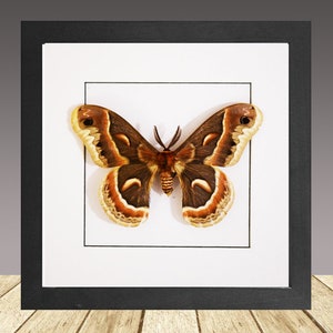 Robin moth,  Hyalophora cecropia , Framed moth, Real insect