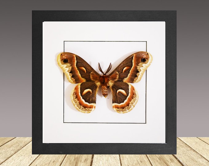 Cecropia SEEDS - Etsy