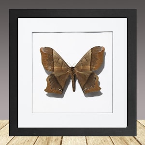 Arsenura Moth, Framed insect framed Moth, Real Moth