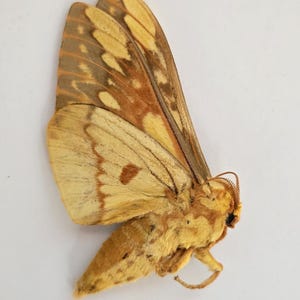 Puede incluir: Una polilla con alas que presentan una mezcla de tonos amarillo dorado y marrón, mostrando patrones intrincados de manchas y líneas. El cuerpo está cubierto de vello fino, difuso y marrón claro, y las antenas son visibles cerca de la cabeza.