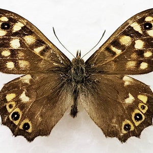 Echter Schmetterling, Schmetterling Schmetterling, gesprenkelt Holz Schmetterling für Ohrring Kunst, Handwerk und Schmuck