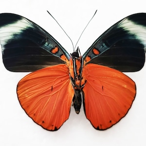 Die Prola Beauty, PANACEA PROLA, Echter Schmetterling, Schmetterling zu verbreiten, für Ohrring Kunst, Handwerk und Schmuck