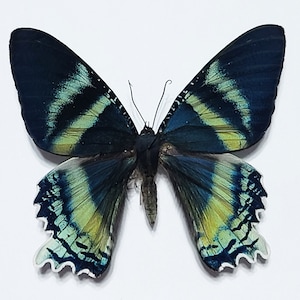 Alcides orontes, Real Moth , spread , real Moth, Real Insect