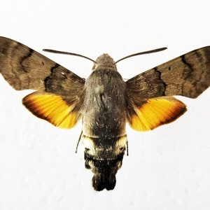Pode incluir: Um close-up de uma mariposa marrom e cinza com marcas amarelas em suas asas. A mariposa está espalhada com suas asas abertas.