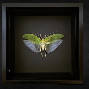 May include: A framed insect specimen in a black frame. The insect has large green wings and translucent lower wings. The insect's body is a light tan colour. The background is black.