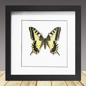 非常に珍しい蛾に似たアゲハチョウの額入り剥製 - Papilio