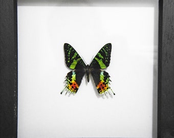 Real Framed Taxidermy Urania Rhipheus Madagascar Sunset Moths In Shadow - Foto 6