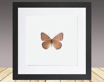 Mariposa ninfa del árbol lila moteado, mariposa enmarcada, insecto enmarcado