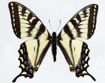 Papilio canadensis, the Canadian tiger swallowtai, Real butterfly ,Spread butterfly , for Earring arts, crafts and jewellery