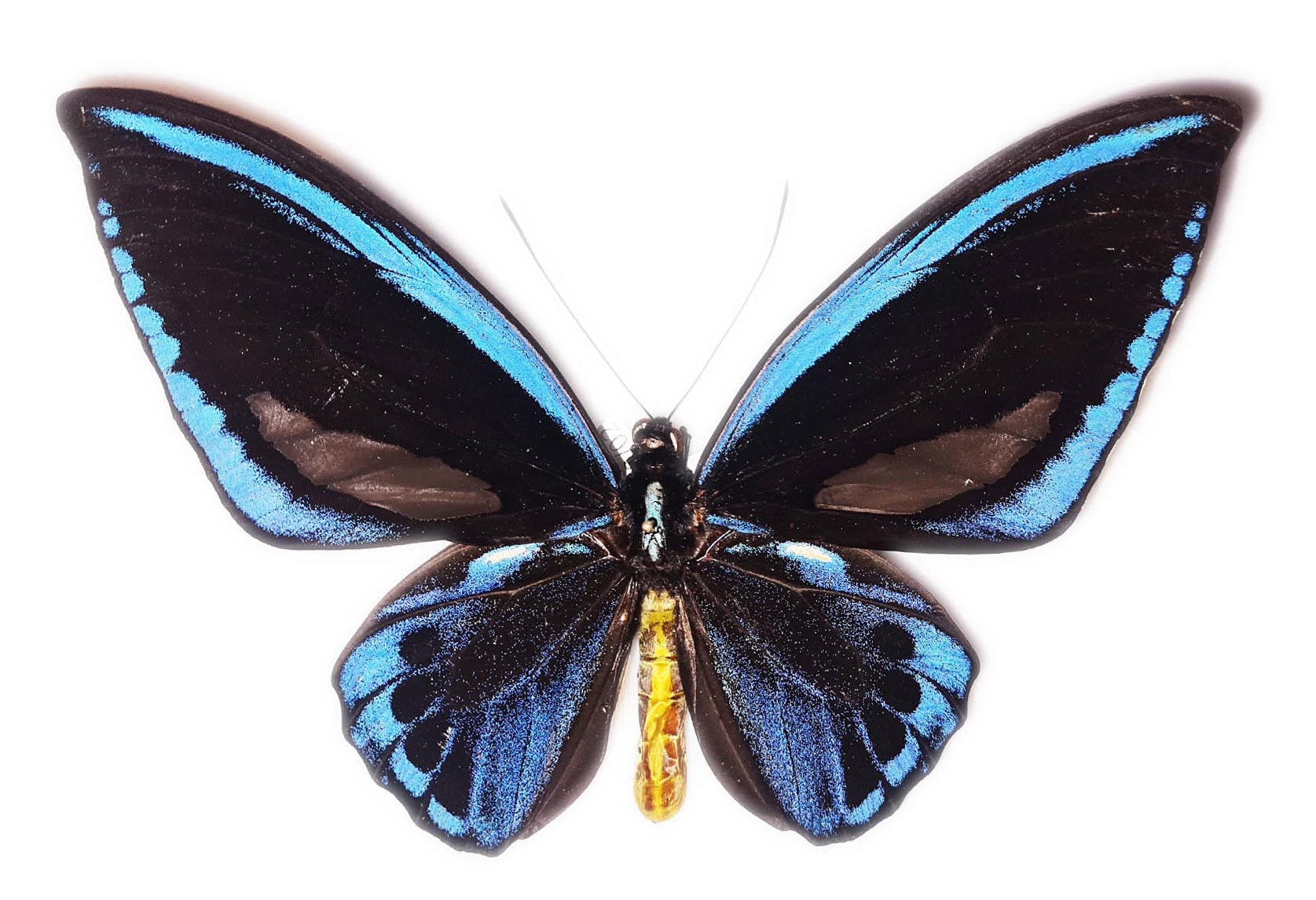 WEB限定お買い得商品の新着アイテム Birdwing, Blue Priam's Ornithoptera Urvillianus Priamus 標本