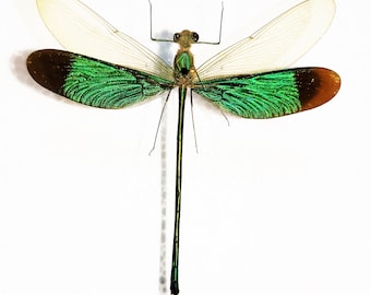 Real Insect ,Spread Insect, ODONATA, for Earring arts, crafts and jewellery ( PRE ORDER )