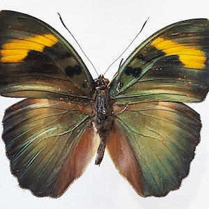 Euphaedra sp ,Spread butterfly , for Earring arts, crafts and jewellery