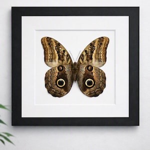 May include: A framed wall art piece featuring a centred owl butterfly specimen with brown, tan, and black patterned wings. The butterfly displays prominent circular eyespots on its lower wings. It is encased in a square black frame with a white mount.
