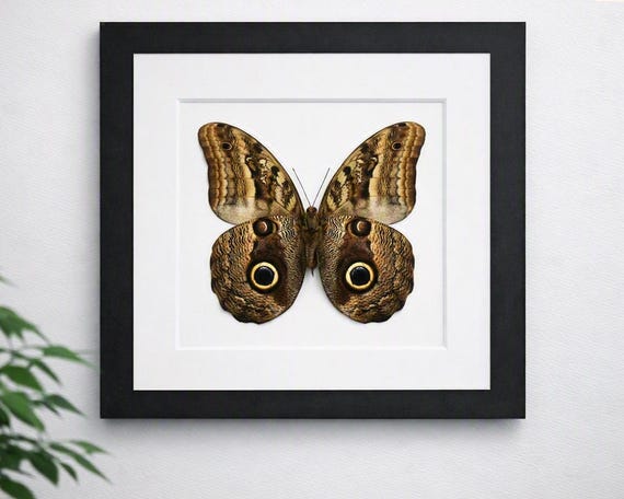 額装された巨大なフクロウの蝶、本物の蝶、箱入り額縁 - Etsy 日本