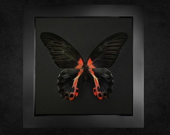 Der scharlachrote Mormone, Papilio Rumanzovia, eingerahmt Schmetterling, eingerahmt Insekt